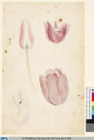Studie einer Tulpe und ihrer Blüte