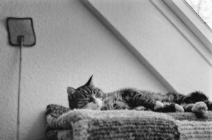 Hauskatze "Mäusepaule", Damnatz/Elbe, Wendland, Deutschland, 2000