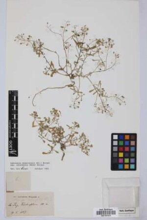 Koniga halimifolia