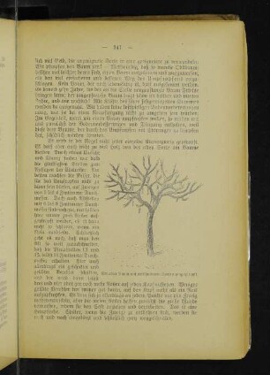 Ein alter Baum mit verschiedenen Sorten umgepfropft.