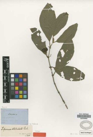 Siparuna stellulata Perkins [isotype]