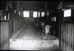 Fahrbarer Futtertisch; ; Betrieb: Dr. von Engelberg, Reute bei Radolfzell/Bodensee