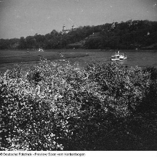 Elbe im Raum Dresden; Elbe Baumblüte Loschwitz