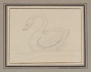 Schwan [aus der "geblümten Kassette"]