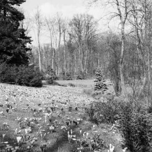 Blühende Frühlingwiese im Park von Schloss Eckberg