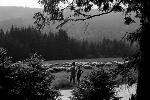 Schafherde am Lachenwasen bei Todtnauberg mit Personen im Hintergrund