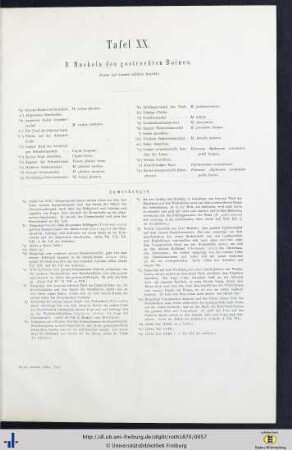 Tafel XX. B. Muskeln des gestreckten Beines.