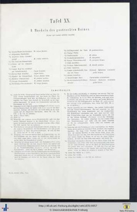 Tafel XX. B. Muskeln des gestreckten Beines.