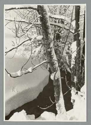 Bachlauf im Winter