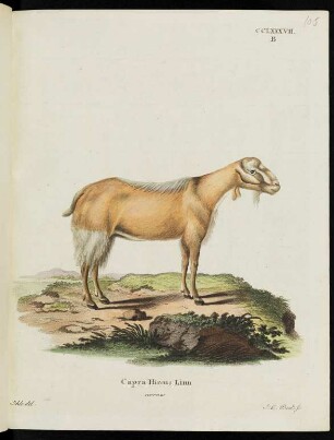 CCLXXXVII. B Capra Hircus Linn cornis