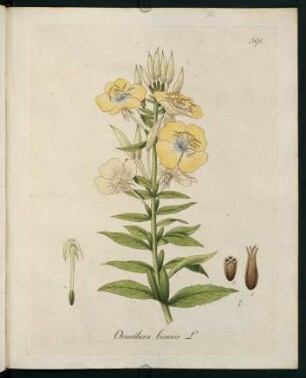 Oenothera biennis L.