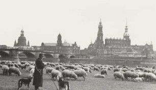 Weidende Schafe auf den Neustädter Elbwiesen : Dresden. Blick vom Neustädter Elbufer in Höhe des Japanischen Palais nach Südosten auf die Altstadt mit Schafen