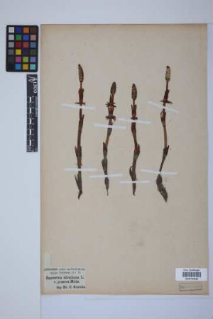 Equisetum sylvaticum L.