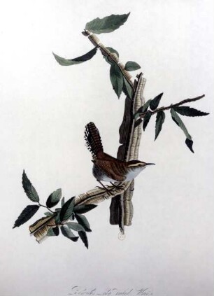 The Birds of America — Vogel