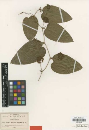 Smilax pringlei Greenm. [type]