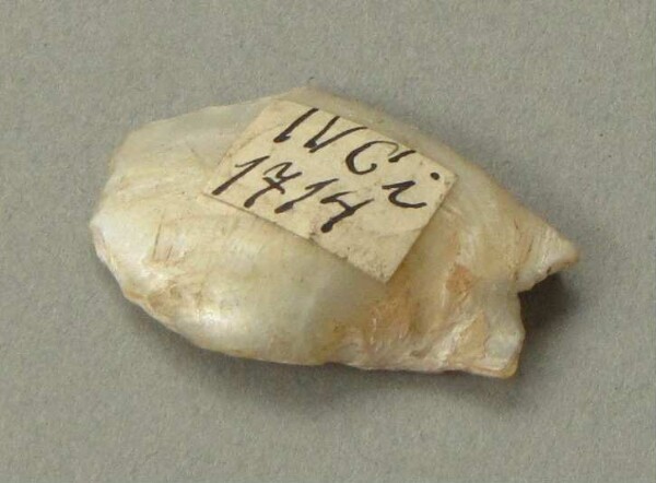 Shell ornament