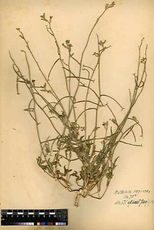 Cruciferae Matthiola oxyceras Candolle, Augustin Pyramus de (1778 - 1841) [El-badd]