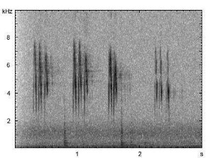 Bachstelze | Motacilla alba - Ruf