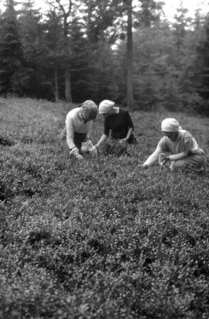 Frauen beim Beeren pflücken