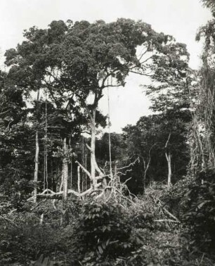 Kamerun. Tropischer Regenwald im küstennahen Gebiet