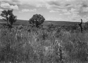 Savanne : Vegetation einer Savannenlandschaft in Kenia