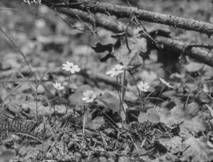 Leberblümchen : Leberblümchen (Hepatica nobilis Schreber).