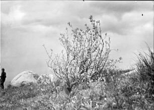 Witoscha Gebirge: Strauch in Knospen und Wolke