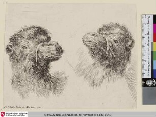 [Zwei Kamelköpfe; Deux têtes de chameau; Two camel heads]