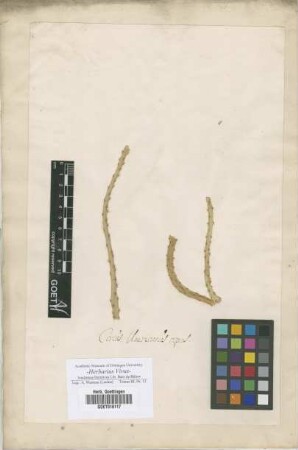 Cereus