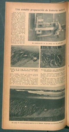 Una notable preparación de historia natural