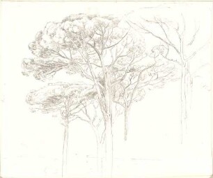 Gärtner, Friedrich von; Reisezeichnungen - Pinien (Studie)