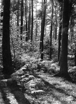 Waldstück bei Sonnenlicht