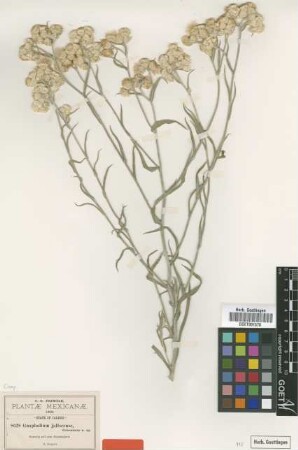 Gnaphalium jaliscence Greenm. [type]