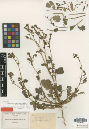 Phacelia invenusta A.Gray [syntype]