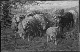 Schafe am Wiesenhang