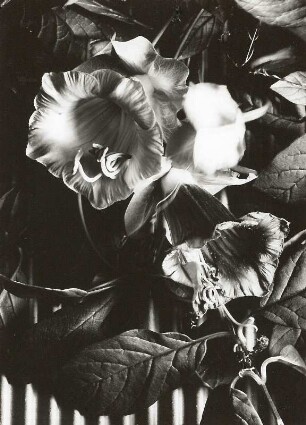 Glockenrebe (Cobaea scandens, gelegentlich fehlerhaft Cobea scandens), auch Glockenwinde oder Krallenwinde. Ranke mit Blüte