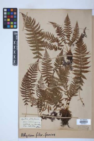 Athyrium filix-femina (L.) Roth