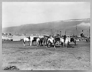 Akureyri (Island). Gesattelte Pferde (mit zwei reitenden Mädchen) und Fischereihafen gegen die in den Eyjafjord vorspringende Landzunge mit der Strandgata
