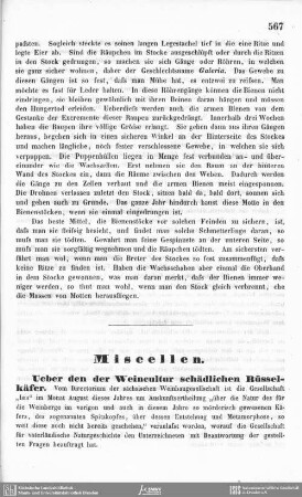 Ueber den der Weincultur schädlichen Rüsselkäfer.