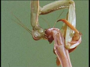 Mantis religiosa (Mantidae) - Kannibalismus