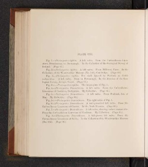 Plate VIII.
