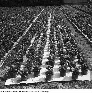 Gärtnerische Produktionsgenossenschaft (GPG) Floradreß (Gewächshäuser und Freilandbeete)