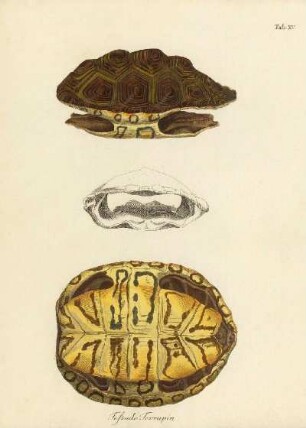 Tab XV. Testudo Terrapin