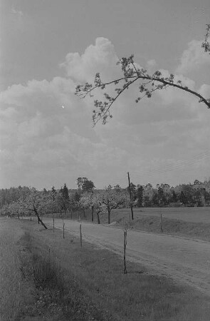 Baumblüte und Landschaftsansichten : Blühende Obstbäume