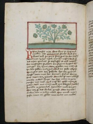 Kräuterpflanze: Ruta (Ruta graveolens / Rutaceae), Raute; (aus Konrads von Megenberg "Buch der Natur")