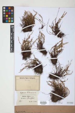 Asplenium trichomanes L.