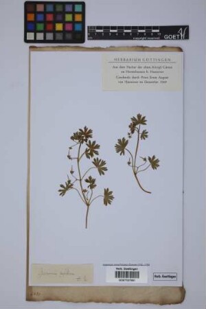Geranium pusillum L.