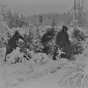 Rep. Forst Sohland : Waldarbeiter im Forst bei Sohland. Winteraufnahme