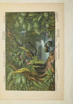 Brasilianischer Urwald