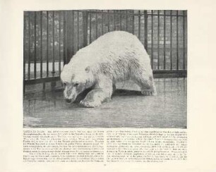 Lauernder Eisbär